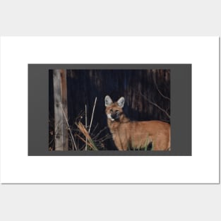 Maned Wolf Posters and Art